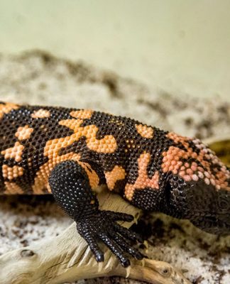 The Responsible Reptile Owner