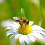 The-Science-and-Technology-of-Beekeeping-696×602