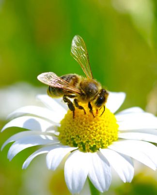 The Science and Technology of Beekeeping