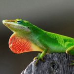 The-Slow-and-Steady-Reptile-the-Turtle-696×602
