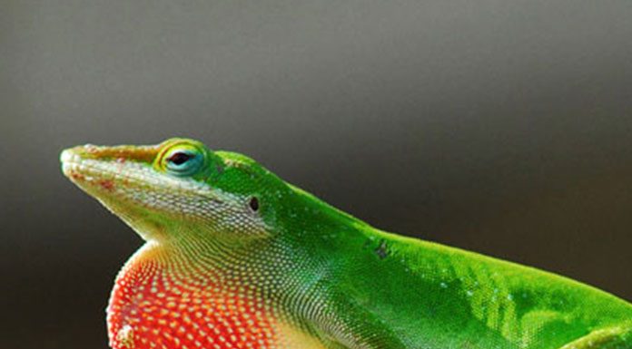 The Slow and Steady Reptile: the Turtle