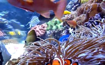 Tips for Great Deals When Purchasing a Saltwater Aquarium on e-Bay