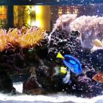 Tips-for-Successfully-Selling-A-Saltwater-Aquarium-on-e-Bay-2