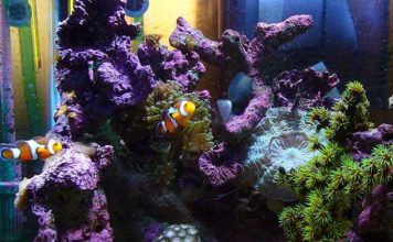 Tips for Successfully Selling A Saltwater Aquarium on e-Bay