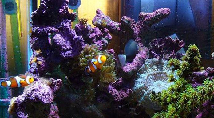 Tips for Successfully Selling A Saltwater Aquarium on e-Bay