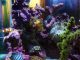 Tips for Successfully Selling A Saltwater Aquarium on e-Bay