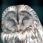 Toxic Household Items for Birds