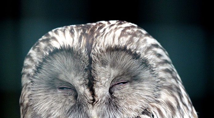 Toxic Household Items for Birds