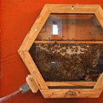 Transferring-Your-Bees-to-Their-New-Home-1