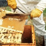 Transferring-Your-Bees-to-Their-New-Home-2