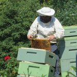 Transferring-Your-Bees-to-Their-New-Home-696×602