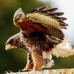 Trimming your Pet Bird’s Wings