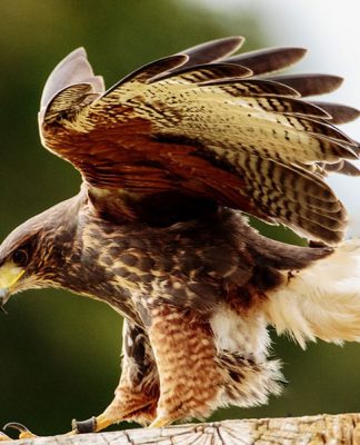 Trimming your Pet Bird’s Wings