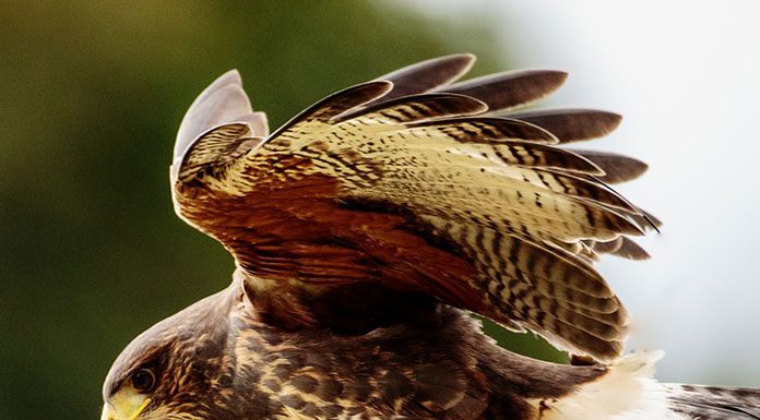 Trimming your Pet Bird’s Wings