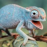 Understanding-Reptiles-696×602