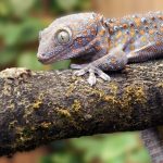 Vacation-With-a-Reptile-696×602