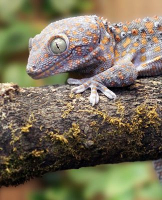 Vacation With a Reptile!