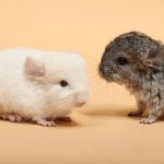 Want-A-Chinchilla-As-A-Pet-696×602