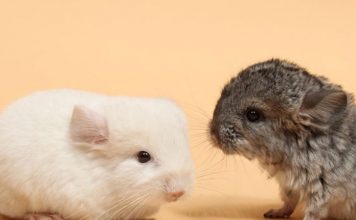 Want A Chinchilla As A Pet? Here’s Where To Start