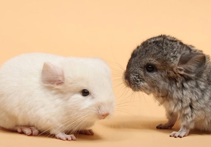 How To Set Up A Home That Your Pet Chinchilla Will Love | Petsourcing