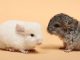 Want A Chinchilla As A Pet? Here’s Where To Start