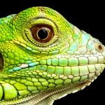 Watch-out-for-Reptiles!-696×602