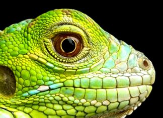 Watch out for Reptiles!