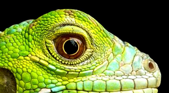 Watch out for Reptiles!