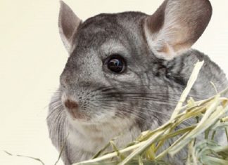 Water And Supplement Treats For Your Chinchilla
