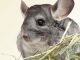 Water And Supplement Treats For Your Chinchilla