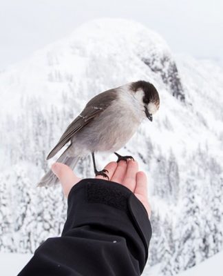 Great Expectations: What Happens when you Take your Pet Bird to the Vet
