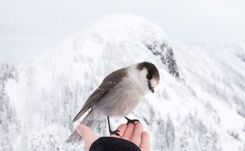 Great Expectations: What Happens when you Take your Pet Bird to the Vet