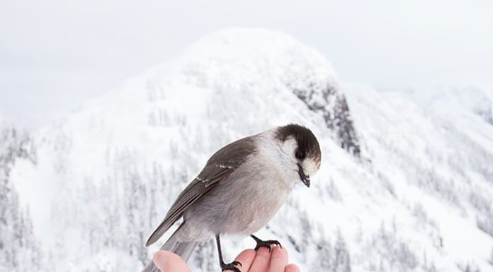 Great Expectations: What Happens when you Take your Pet Bird to the Vet