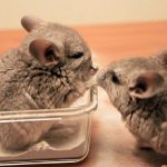 What-To-Do-When-Your-Child-Wants-A-Chinchilla-For-A-Pet-696×602