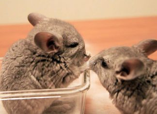 What To Do When Your Child Wants A Chinchilla For A Pet