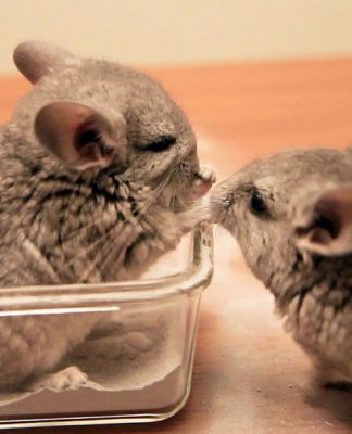 What To Do When Your Child Wants A Chinchilla For A Pet