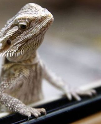 What Types of Lizards Make Good Reptile Pets?