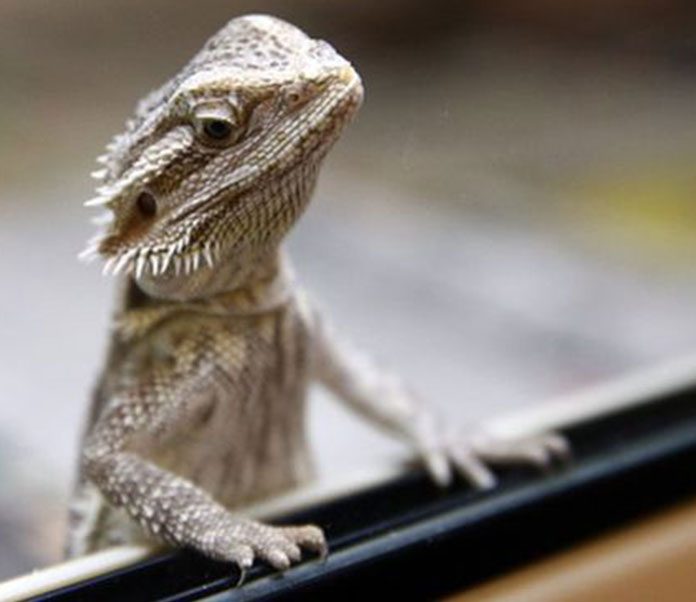 most active reptile pets