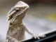 What Types of Lizards Make Good Reptile Pets?