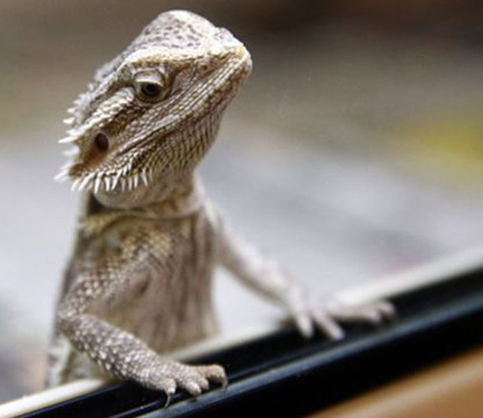 all types of pet lizards