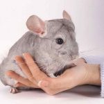 What-You-Should-Know-About-Buying-A-Chinchilla-696×602