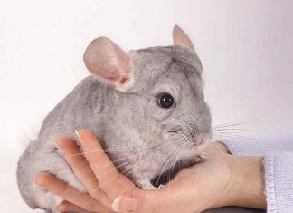 What You Should Know About Buying A Chinchilla