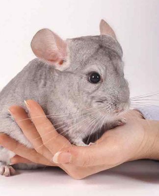 What You Should Know About Buying A Chinchilla