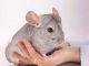 What You Should Know About Buying A Chinchilla