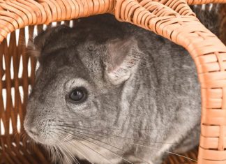 What You Should Know If You’re Allergic to Chinchillas