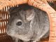 What You Should Know If You’re Allergic to Chinchillas