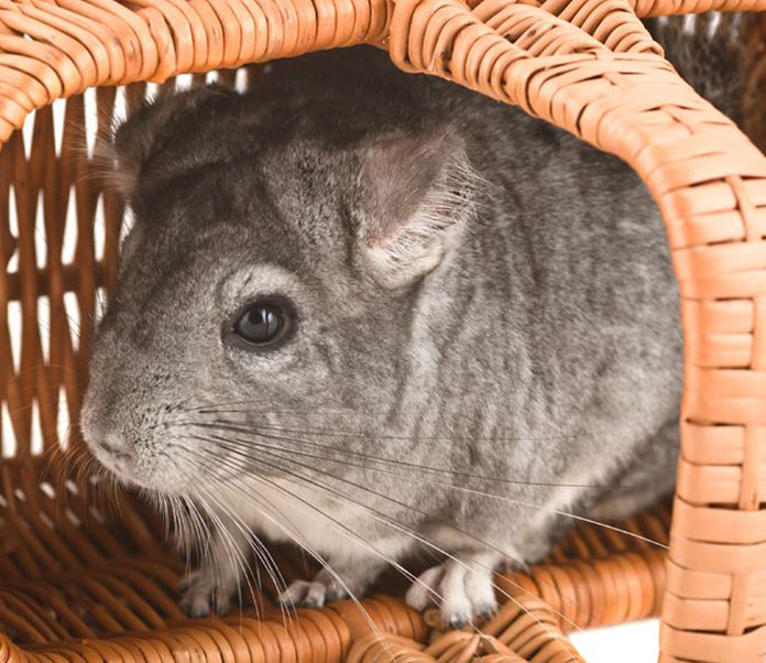 blind chinchilla