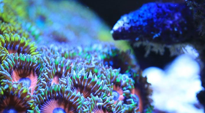 What to Feed Saltwater Fish Aquariums