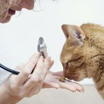 When-to-Call-the-Vet-for-Your-Cat-696×602