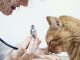 When to Call the Vet for Your Cat